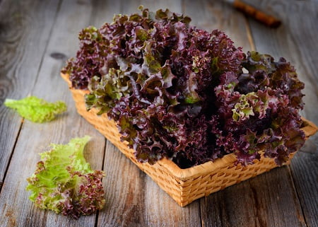خرید کاهو فرانسوی + فروش صادراتی